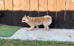 Pomeranian dogs for sale: Giovanna - Image 19