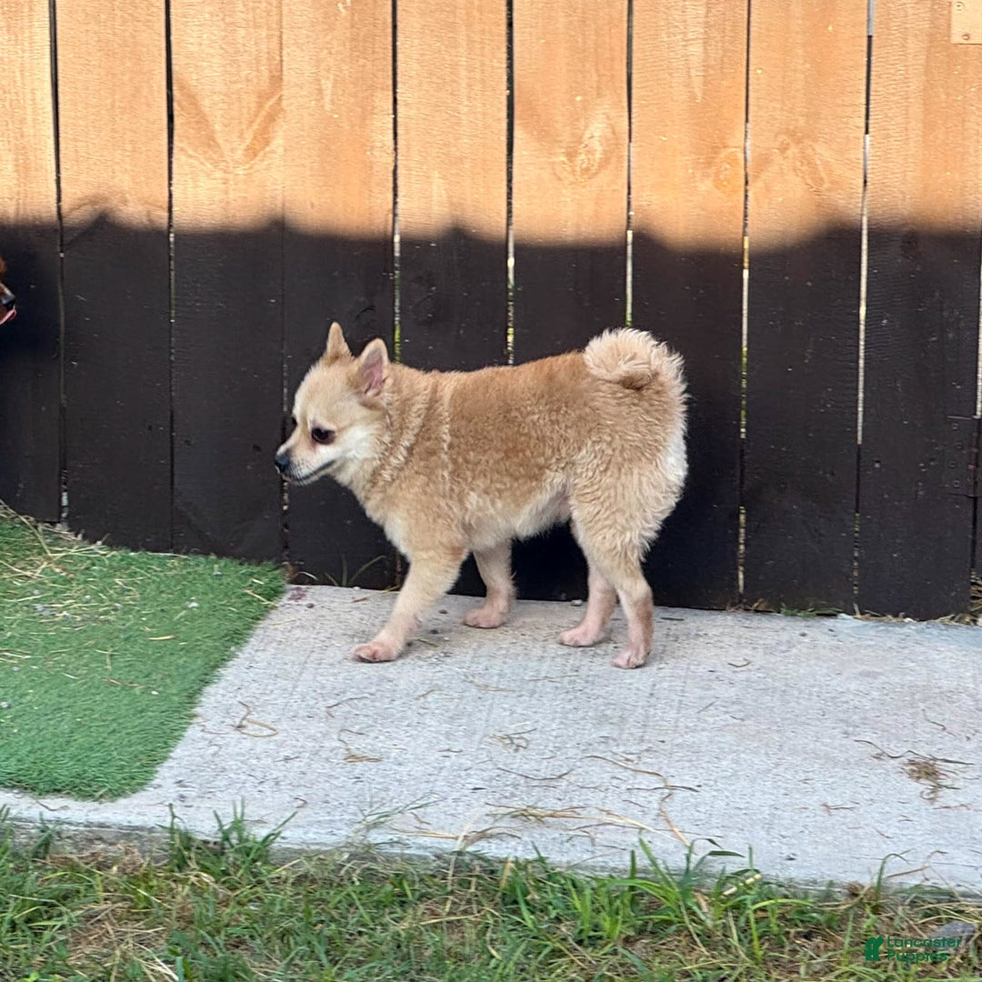 Pomeranian dogs for sale: Giovanna - Image 19