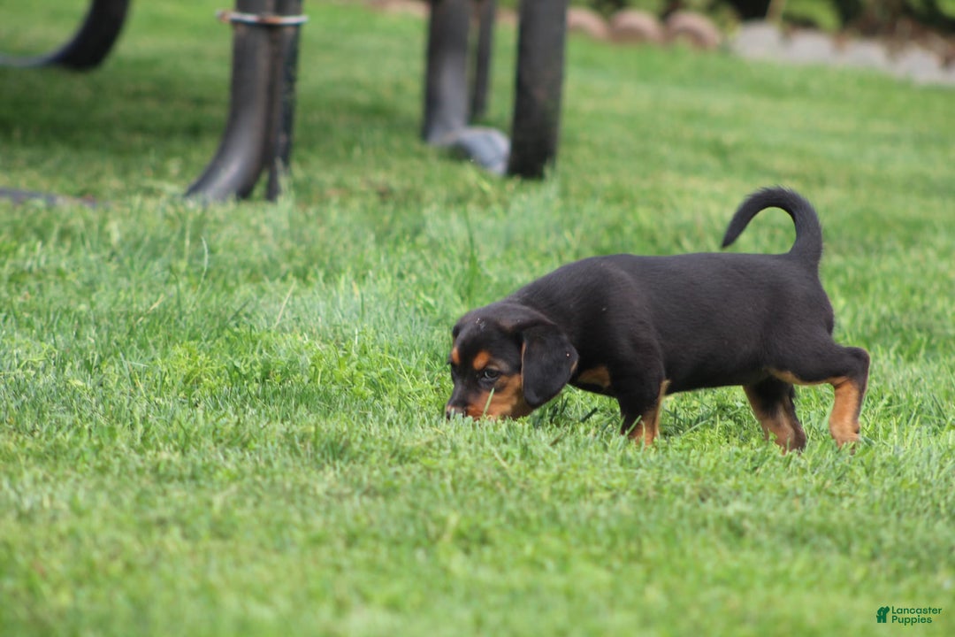 Beagle dogs for sale: Trish - Image 5