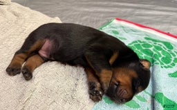 Doberman Pinscher dogs for sale: Male Puppy - Image 13