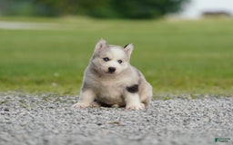 Gerberian Shepsky dogs for sale: Romeo - Image 13