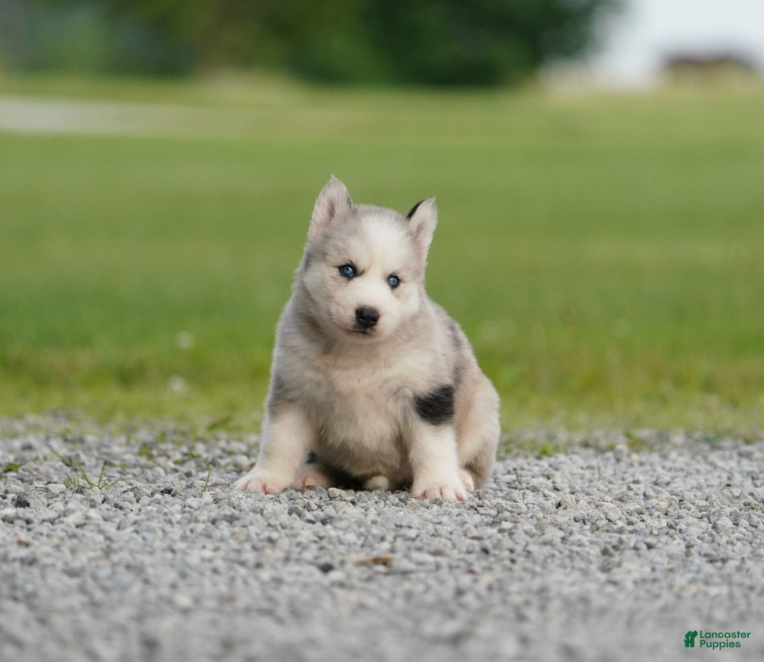 Gerberian Shepsky dogs for sale: Romeo - Image 13