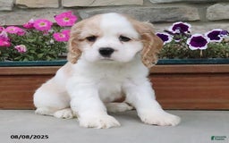 Cocker Spaniel dogs for sale: Oscar - Image 6