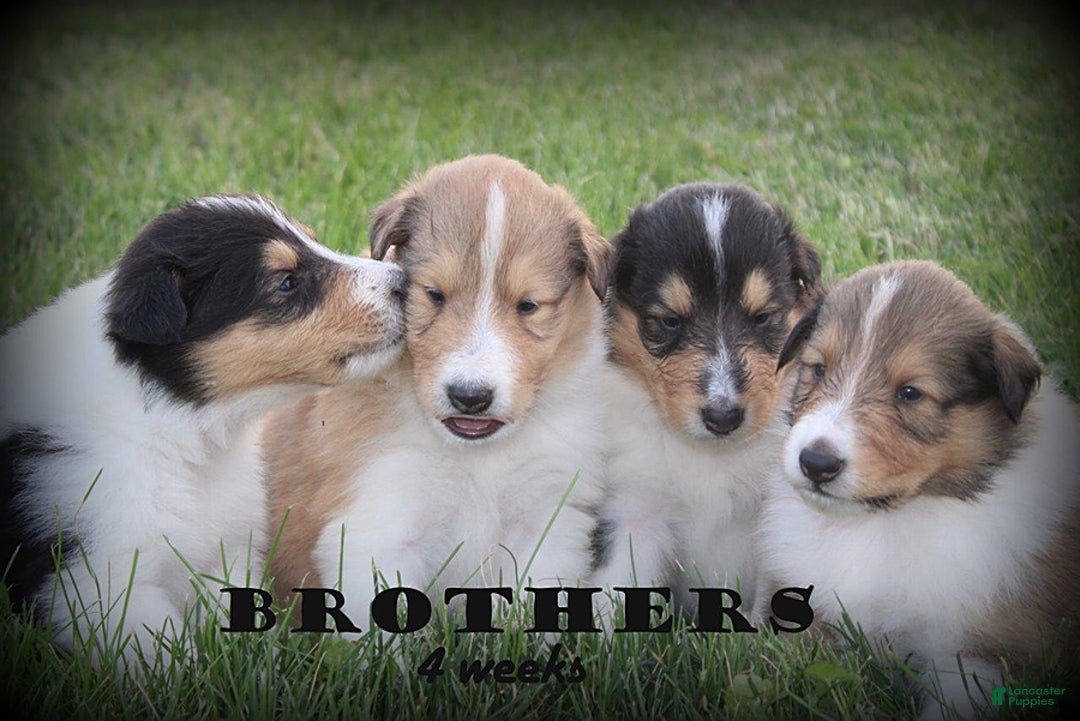 categoriesInfo:categoryAttributeOptions.pets.dogs.breed.roughCollie dogs for sale: Kody - Image 1
