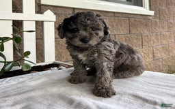 Miniature Poodle dogs for sale: Ellie - Image 4