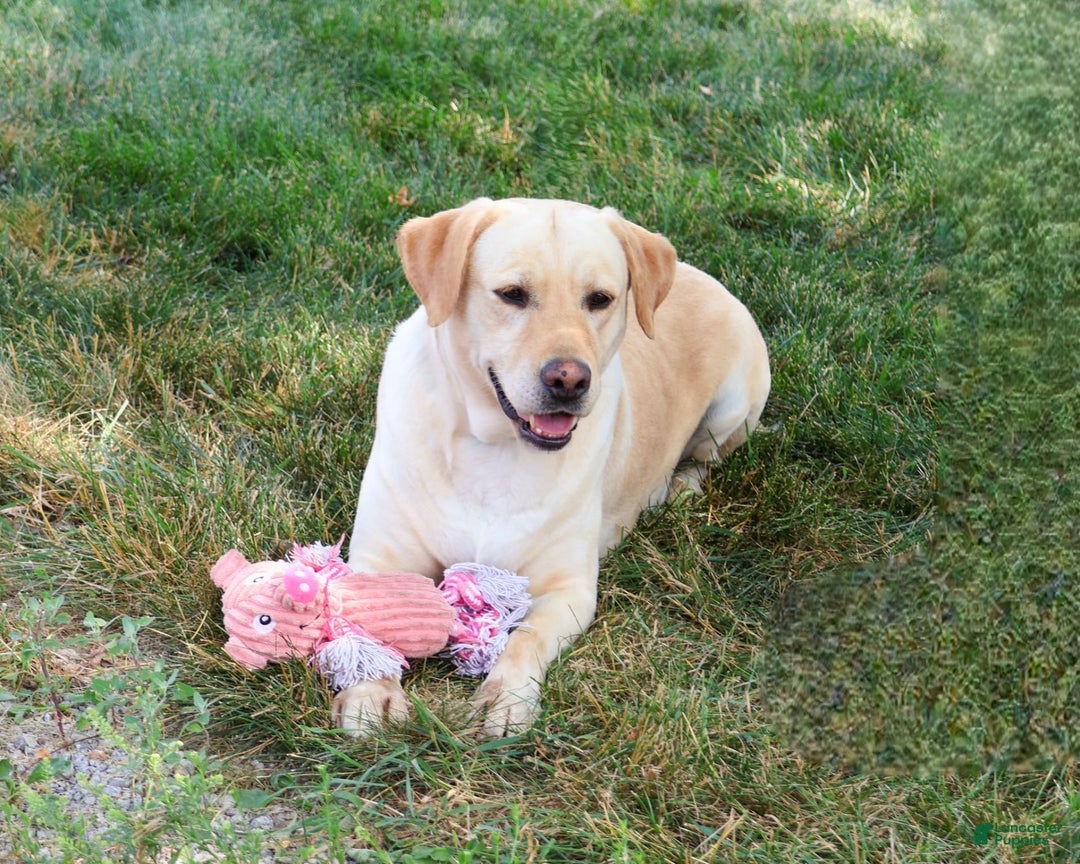 Labrador Retriever dogs for sale: Lilly A - Image 3