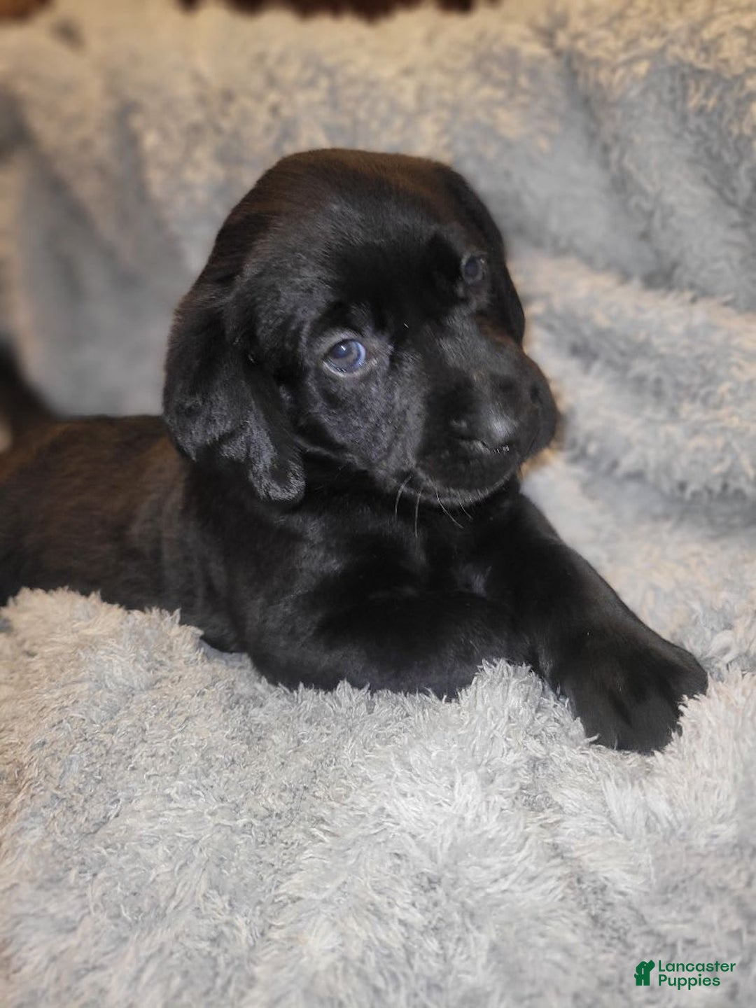 Labrador Retriever dogs for sale: Everest - Image 1