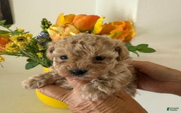 Maltipoo dogs for sale: Sara - Image 1