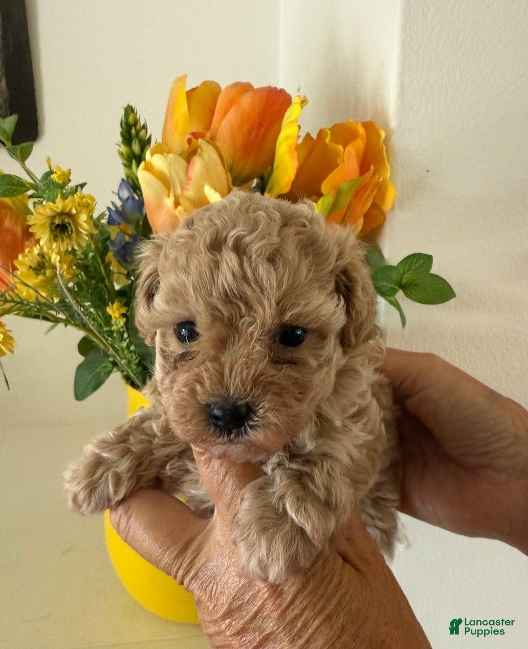 Maltipoo dogs for sale: Sara - Image 1