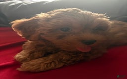 Cavapoo dogs for sale: Dixie - Image 6