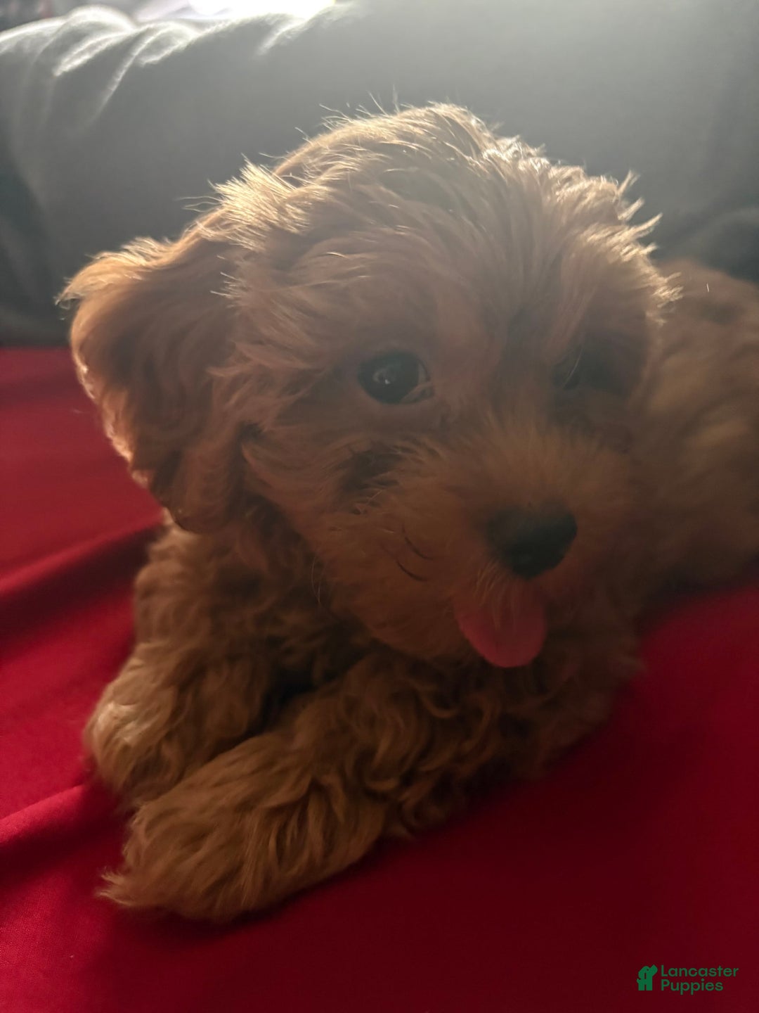 Cavapoo dogs for sale: Dixie - Image 6