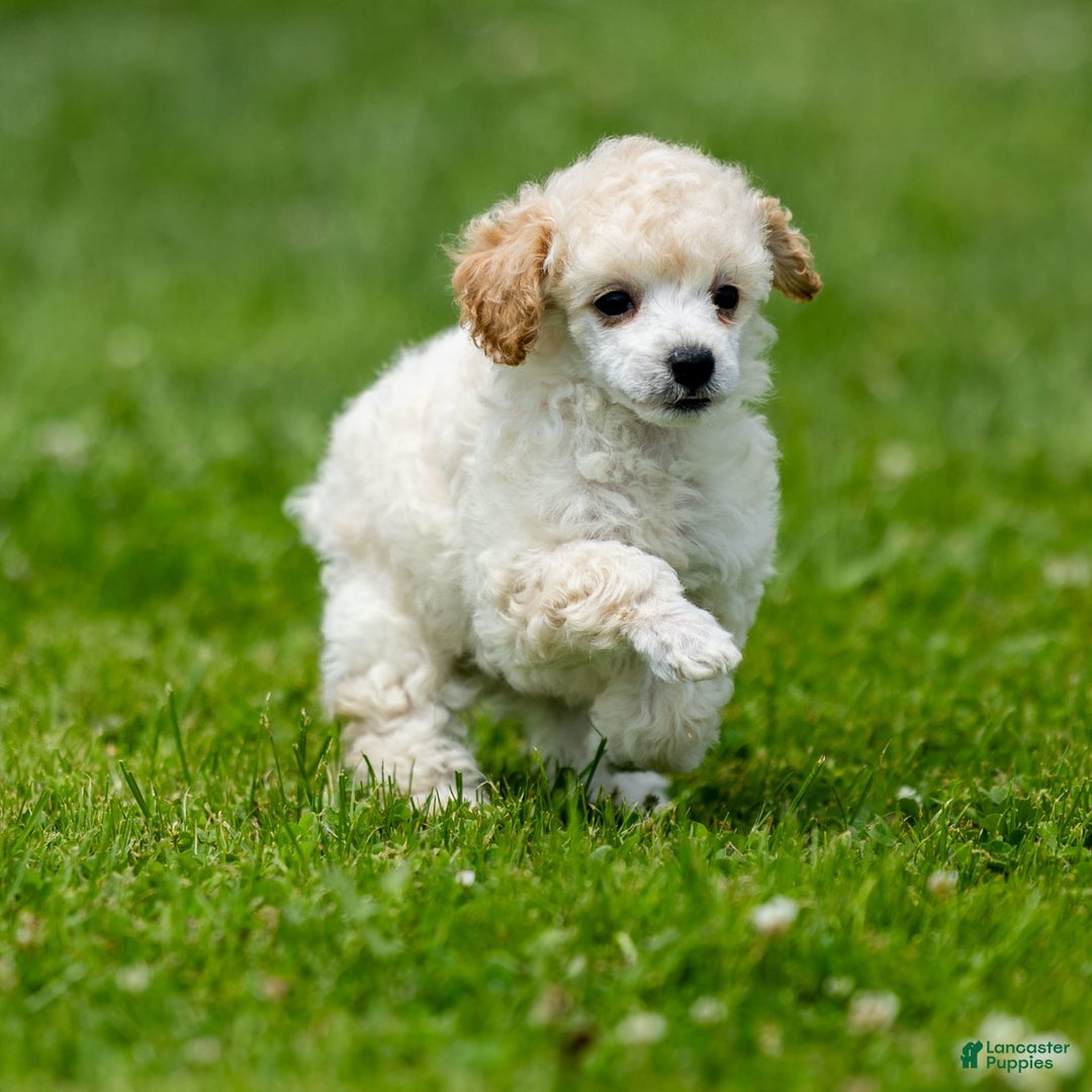 Toy Poodle dogs for sale: Okie - Image 2