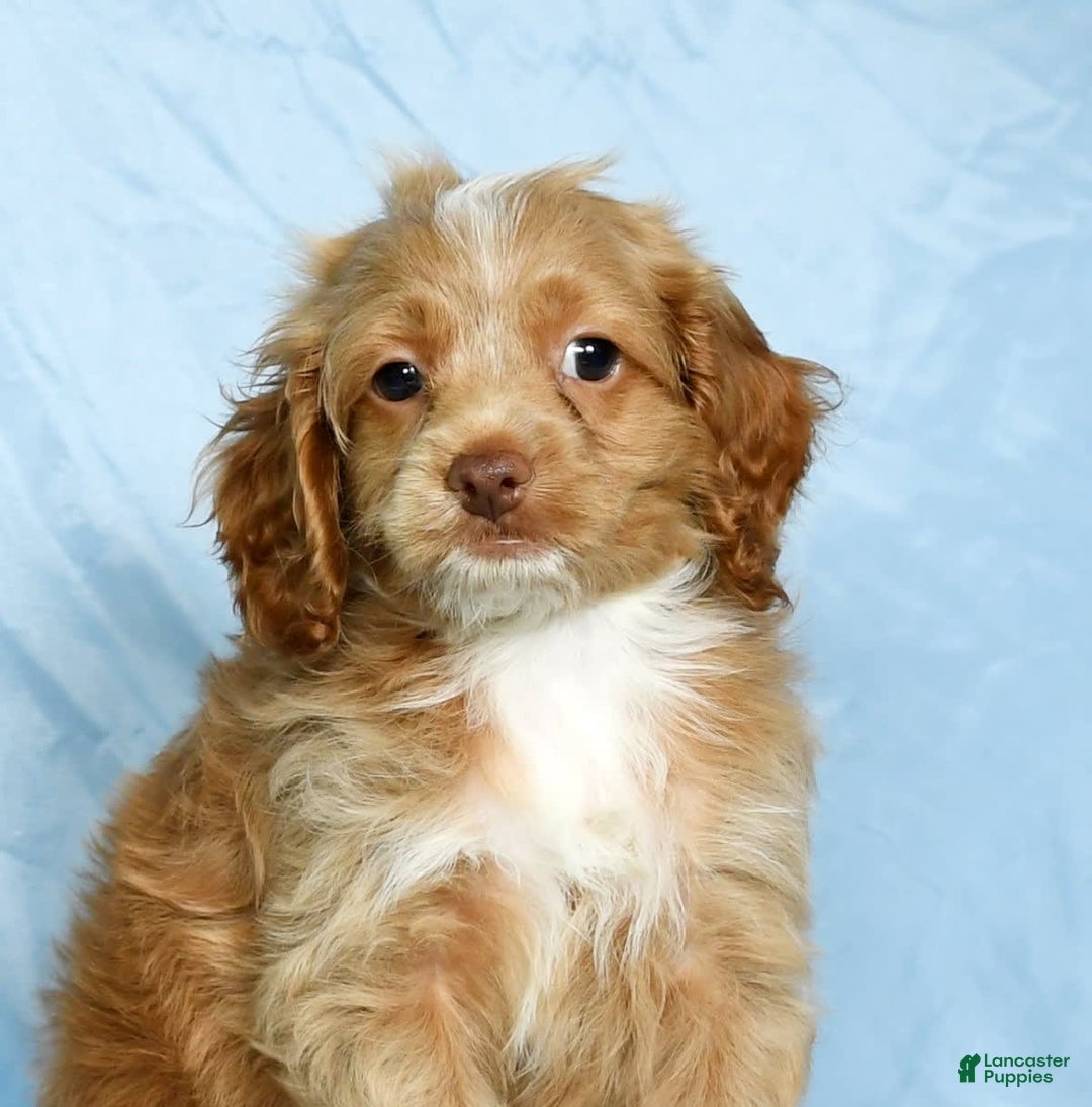 Cockapoo dogs for sale: Vince - Image 9