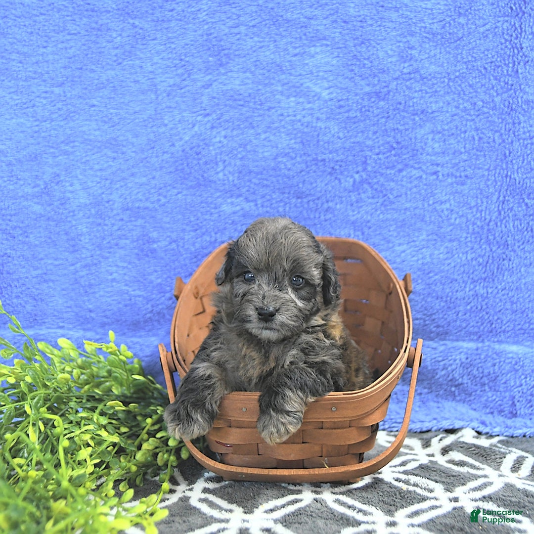 Mini Goldendoodle dogs for sale: Kai - Image 2