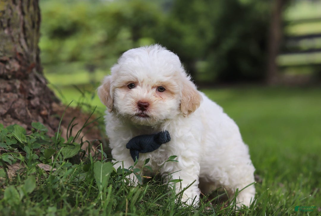 Shihpoo dogs for sale: Wilder - Image 4