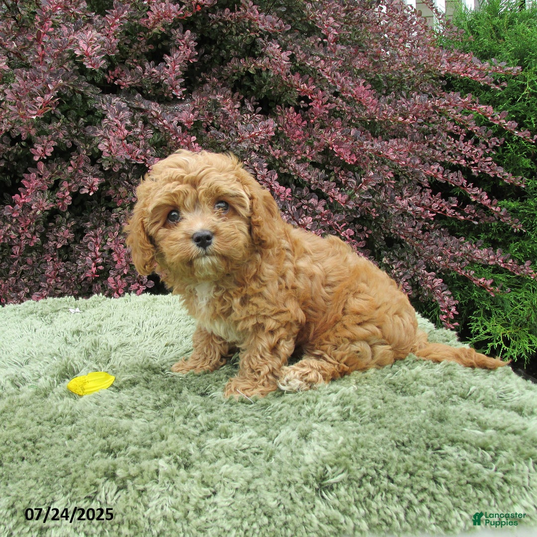Cavapoo dogs for sale: Princess - Image 7