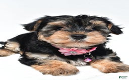 Morkie dogs for sale: Monica - Image 2