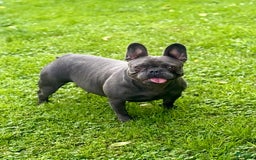 French Bulldog dogs for sale: Silver Dollar - Image 8