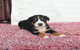 Greater Swiss Mountain Dog dogs for sale: Cash - Image 1
