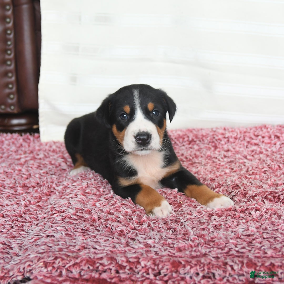 Greater Swiss Mountain Dog dogs for sale: Cash - Image 1