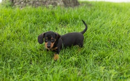 Miniature Dachshund dogs for sale: Miniature Dachshund 4 puppies - Image 14
