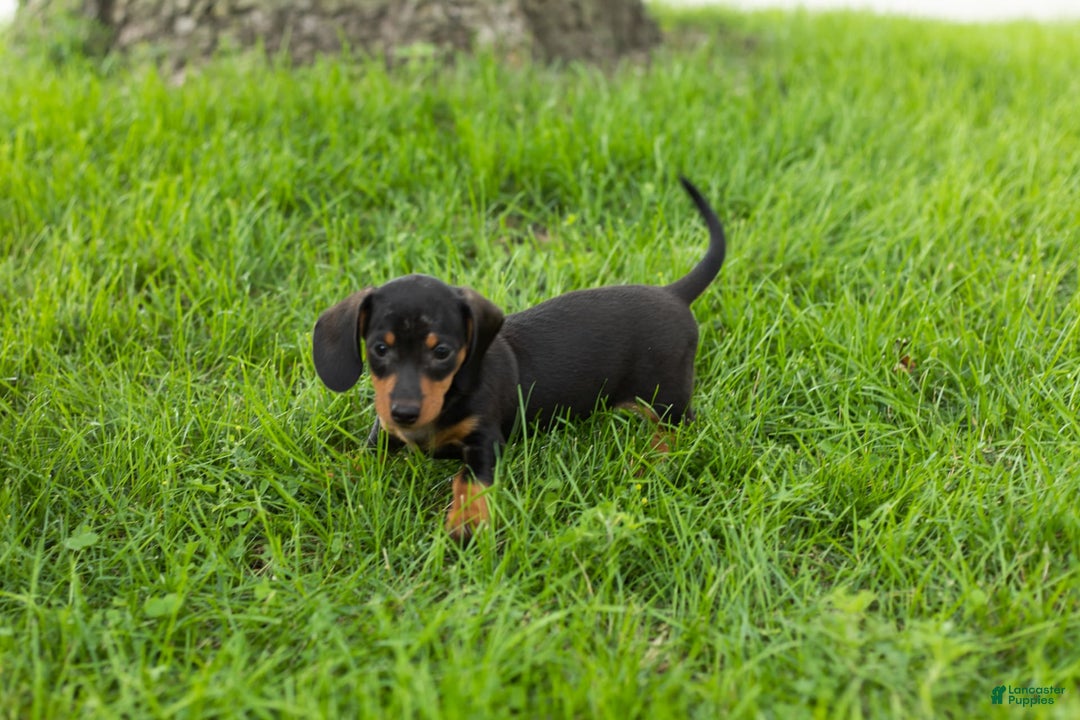 Miniature Dachshund dogs for sale: Miniature Dachshund 4 puppies - Image 14