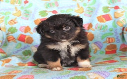  dogs for sale: Olivia - Image 2