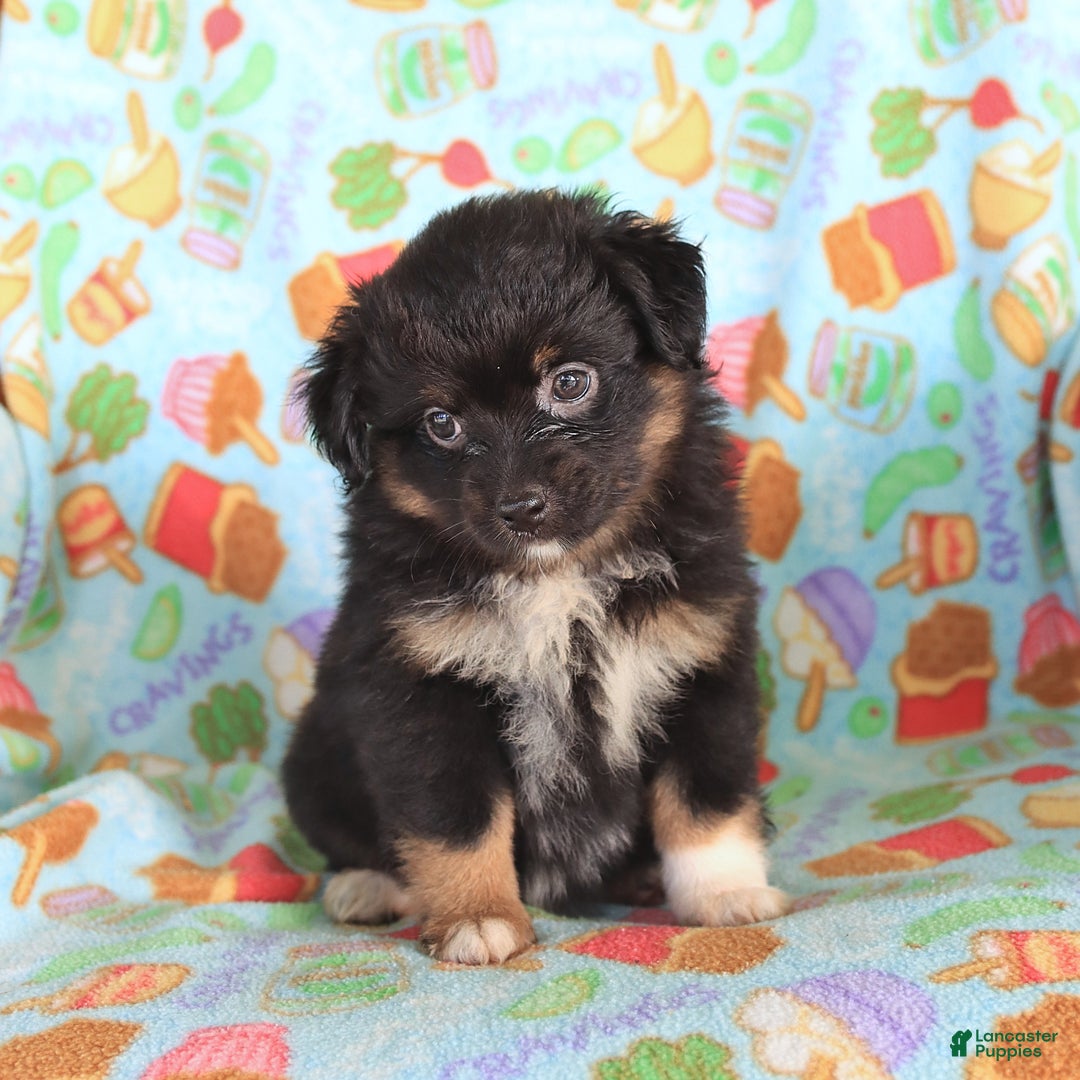  dogs for sale: Olivia - Image 2