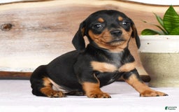 Miniature Dachshund dogs for sale: Arrow - Image 7