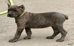 Cane Corso dogs for sale: Becca - Image 8