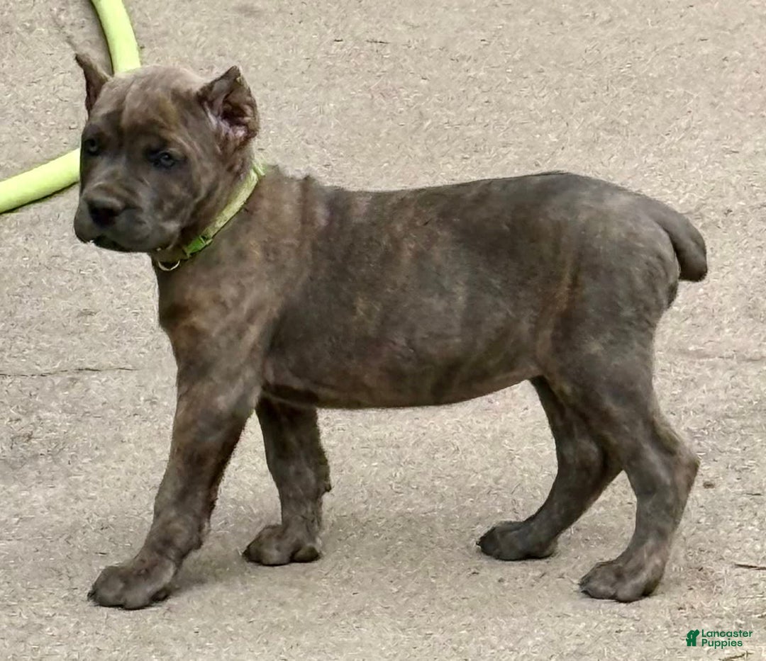 Cane Corso dogs for sale: Becca - Image 8