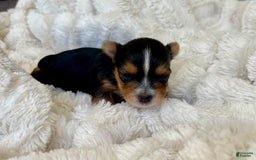 Yorkshire Terrier dogs for sale: Jacob - Image 5