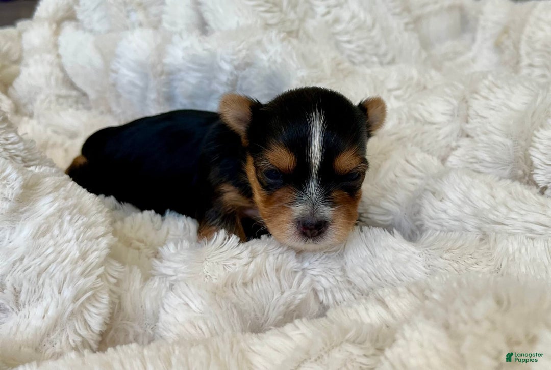 Yorkshire Terrier dogs for sale: Jacob - Image 5