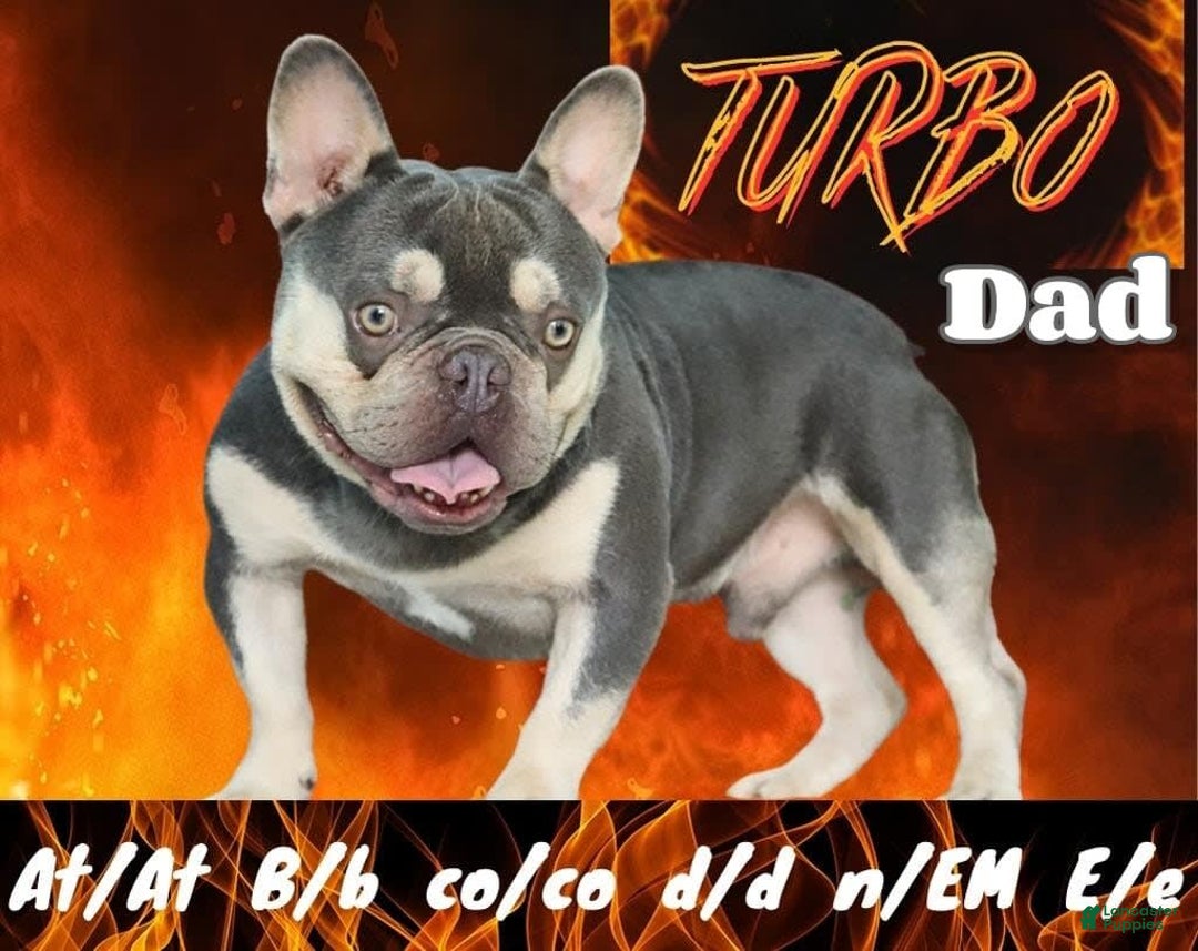 French Bulldog dogs for sale: Parker - Image 10