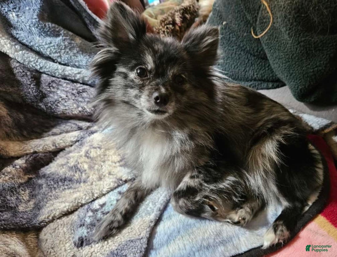 Pomeranian dogs for sale: Yogi - Image 5