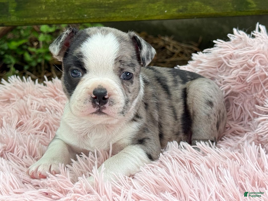 Frenchton dogs for sale: Jaida - Image 3