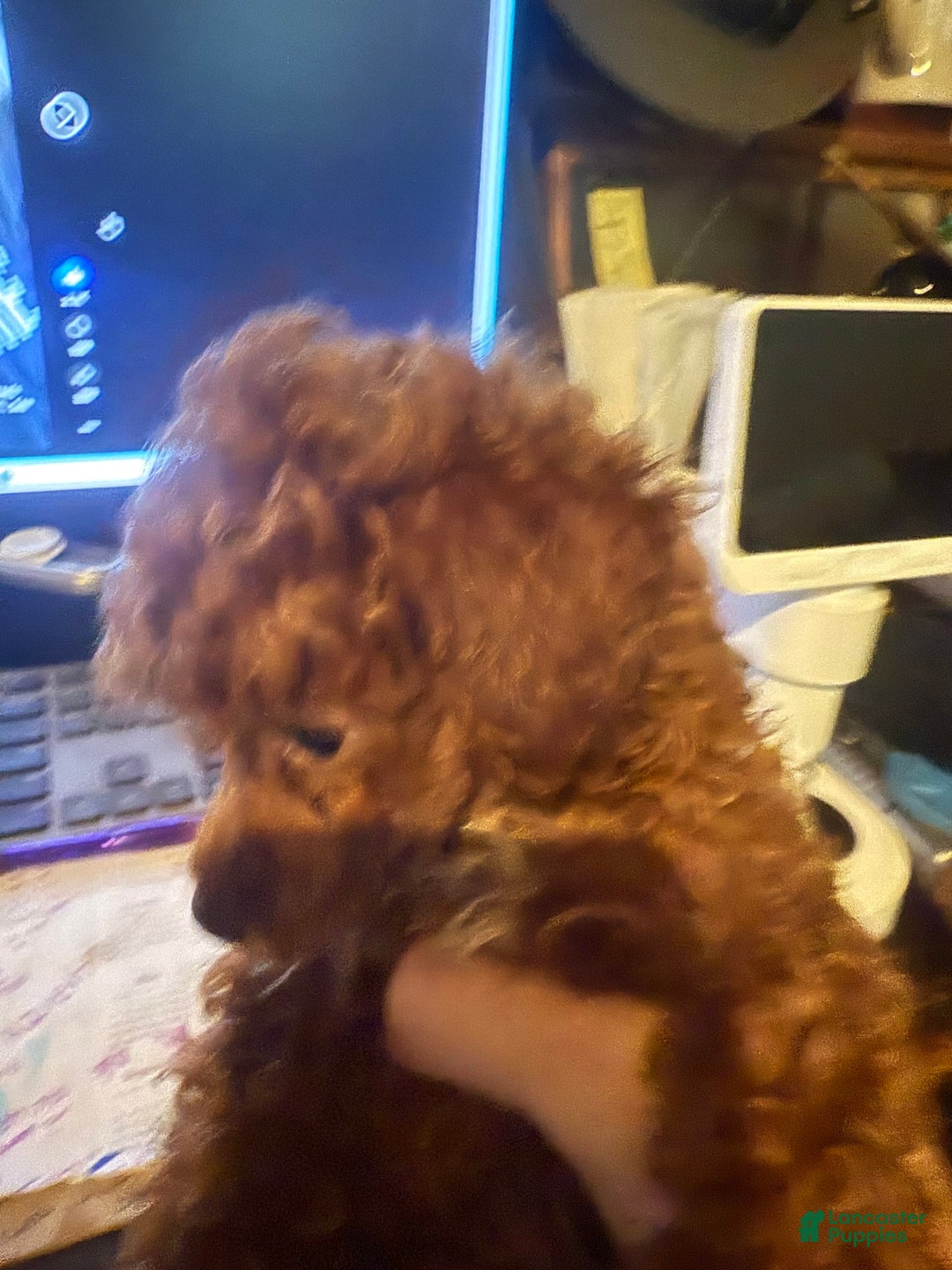 Toy Poodle dogs for sale: Scooter - Image 3