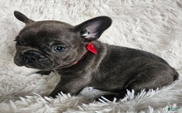 French Bulldog dogs for sale: Marco - Image 1