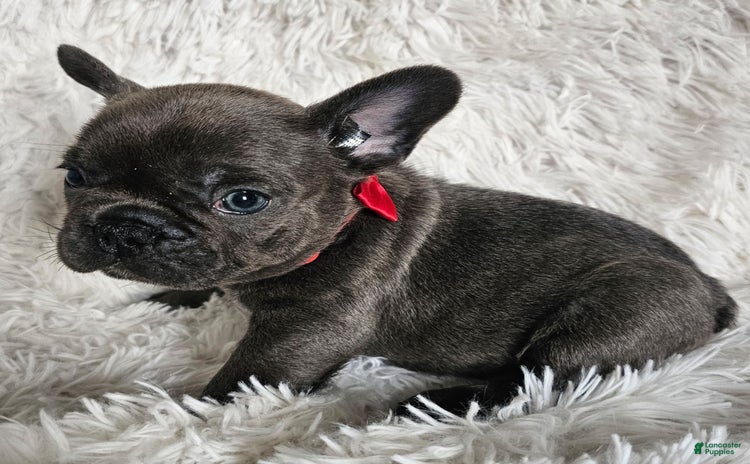 French Bulldog dogs for sale - Ad 2