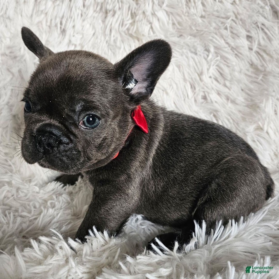 French Bulldog dogs for sale: Marco - Image 1