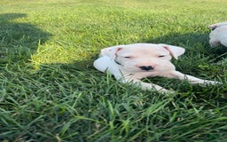 Dogo Argentino dogs for sale: Grey - Image 2