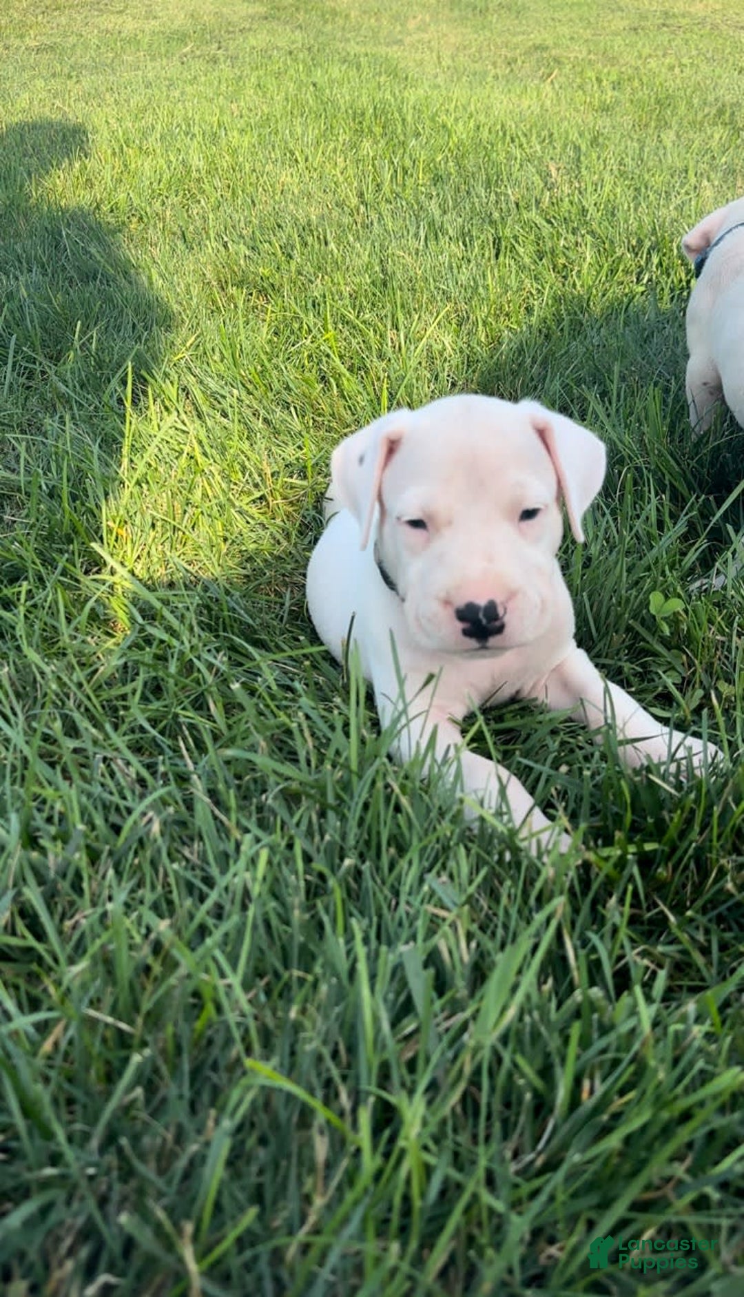 Dogo Argentino dogs for sale: Grey - Image 2
