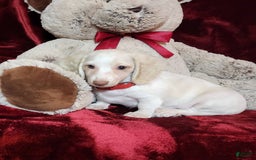 Miniature Dachshund dogs for sale: YETI - Image 6