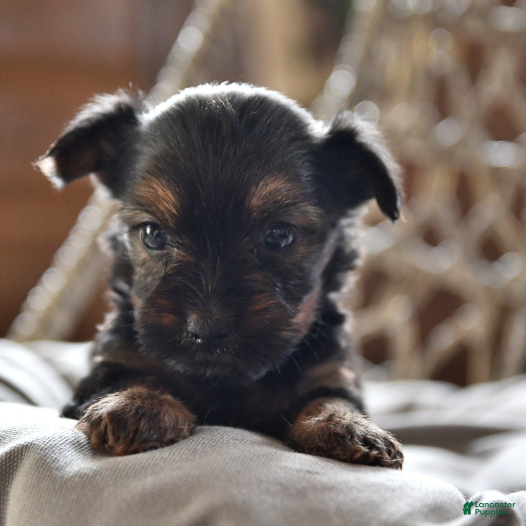 Yorkshire Terrier dogs for sale: River - Image 17
