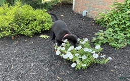 Labrador Retriever dogs for sale: Bella - Image 9