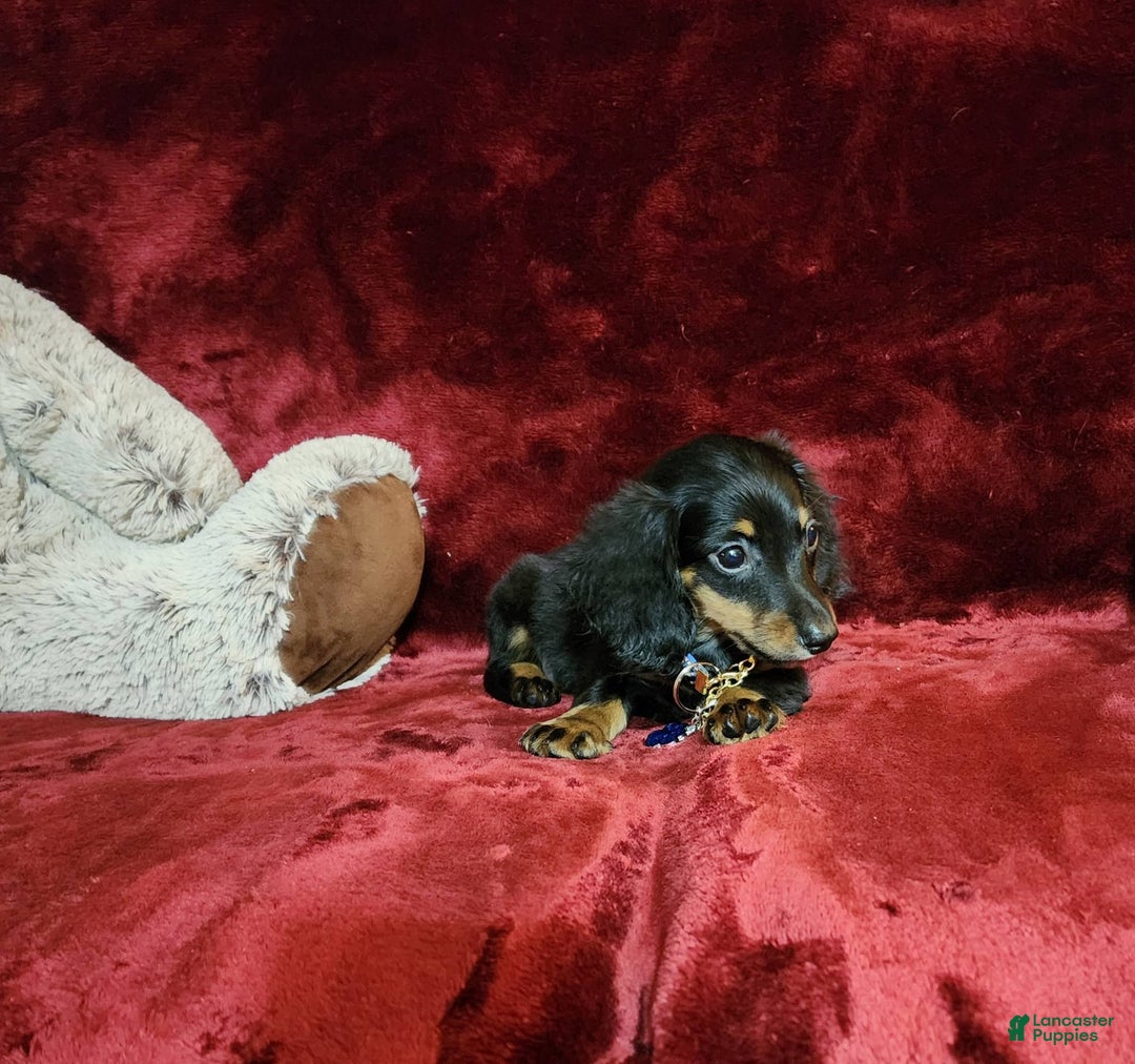 Miniature Dachshund dogs for sale: RYDER - Image 4