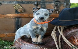 Australian Cattle Dog dogs for sale: Cleo - Image 4