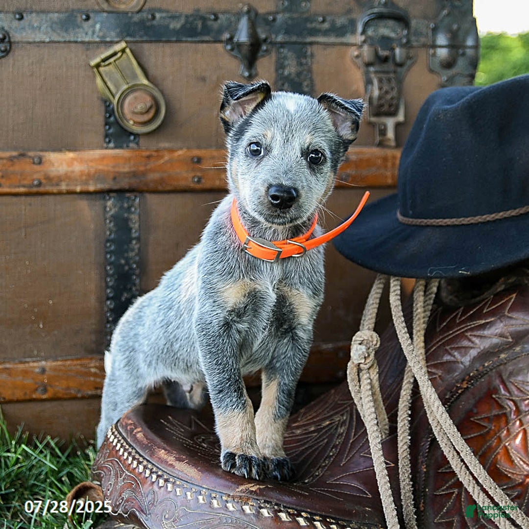 Australian Cattle Dog dogs for sale: Cleo - Image 4