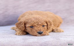 Goldendoodle dogs for sale: Oliver - Image 7