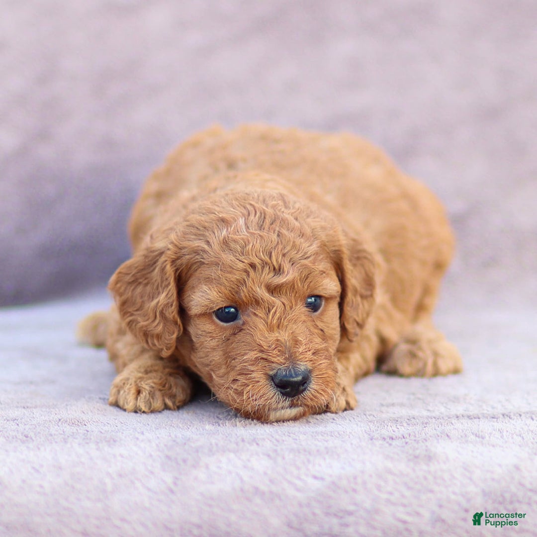 Goldendoodle dogs for sale: Oliver - Image 7